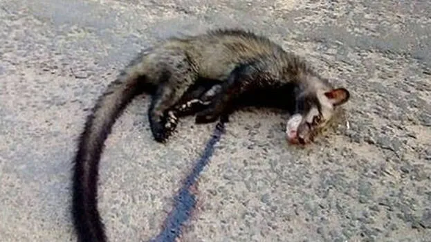 civet