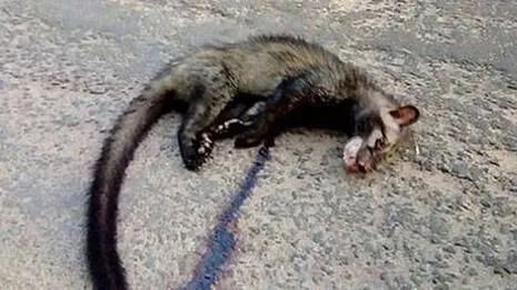 civet