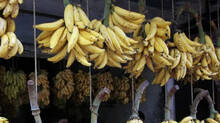 banana-auction