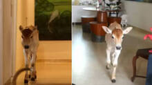 bull-calf