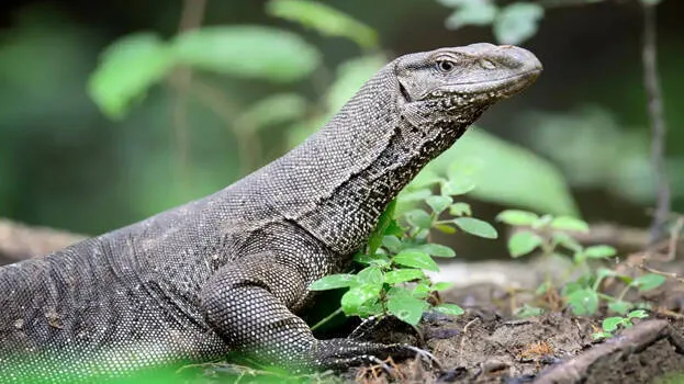 monitor-lizard