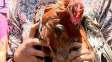 complaint-against-mahila-morcha-at-animal-welfare-board