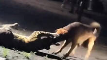 dogs-vs-leopards-nashik-clash-caught-on-camera