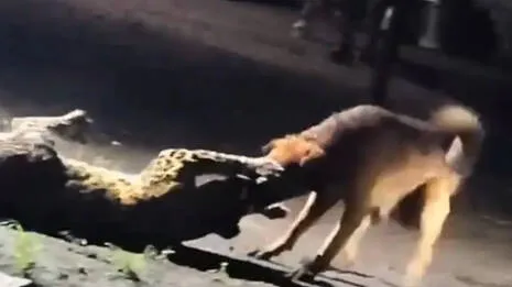 stray-dog