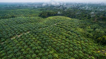 agriculture