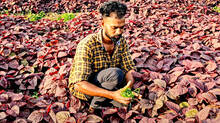 agriculture