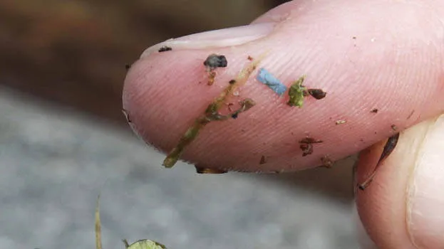 microplastic