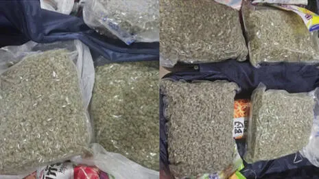 cannabis