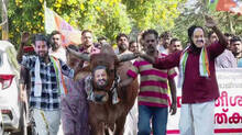 complaint-against-yuva-morcha-in-protest-against-rahul-mamkootathil-with-bull