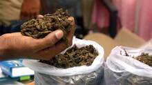ganja-case-arrest