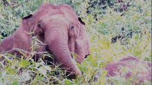 wild-elephant