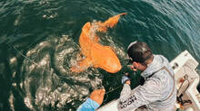 rare-orange-shark-found-at-costa-rica