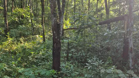 tree