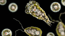amoebic-meningoencephalit-case-in-kozhikkode
