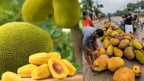 jackfruit