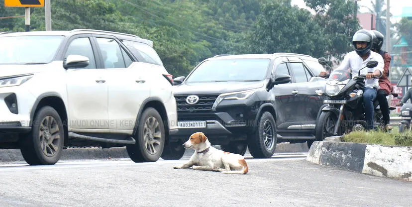 dog
