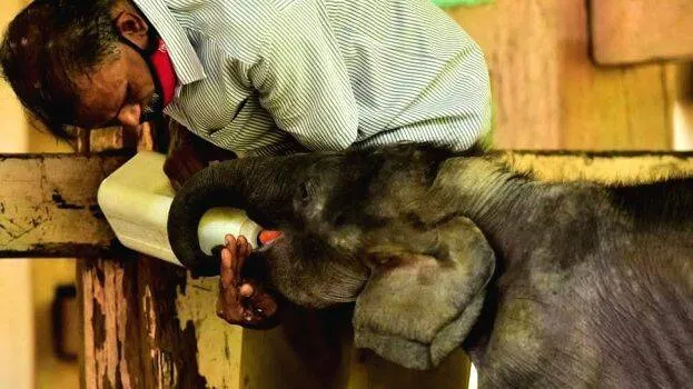 elephant-