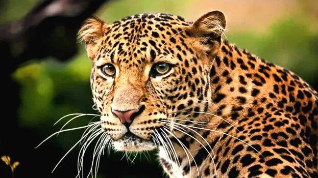 puli