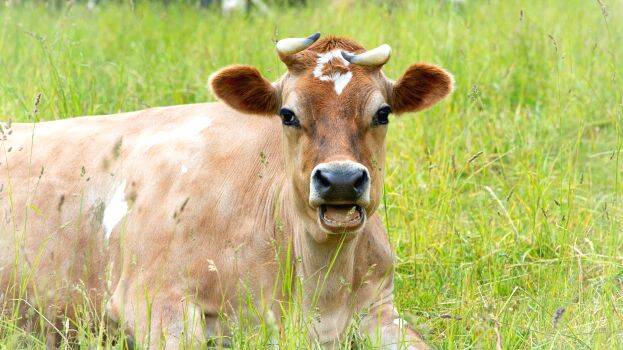cow
