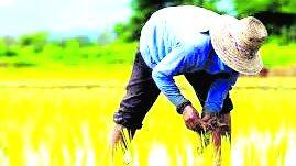 farmer