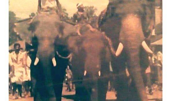 elephant-