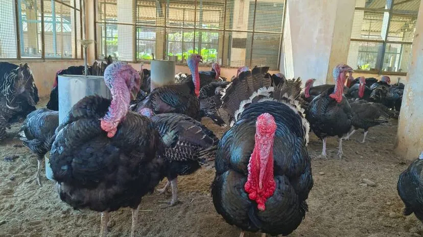 turkey