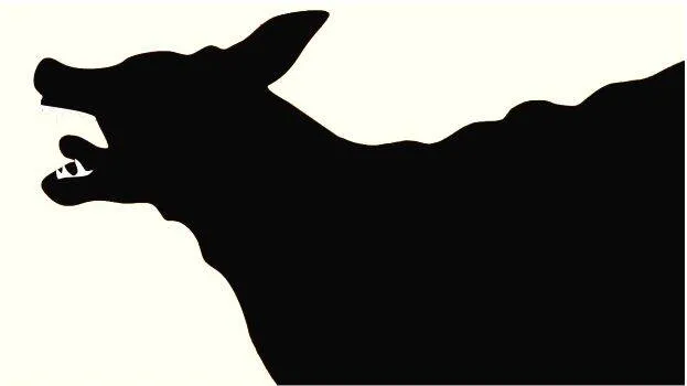 dog