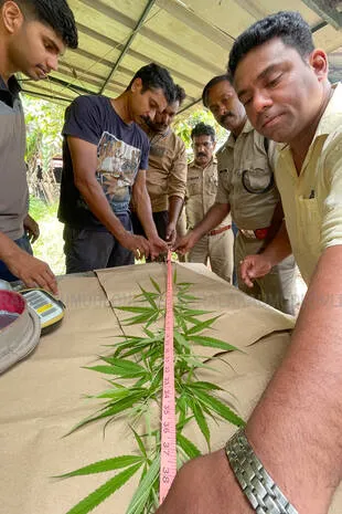 ganja-chediii