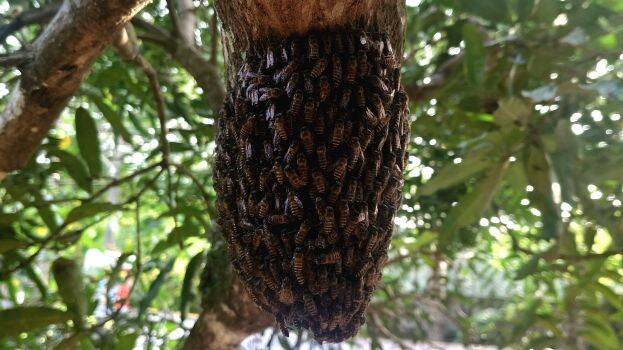 honeybee