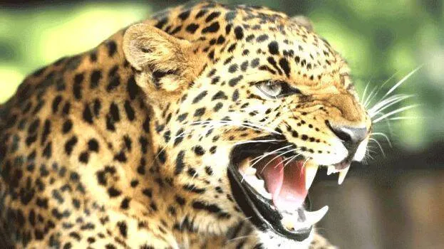 tiger