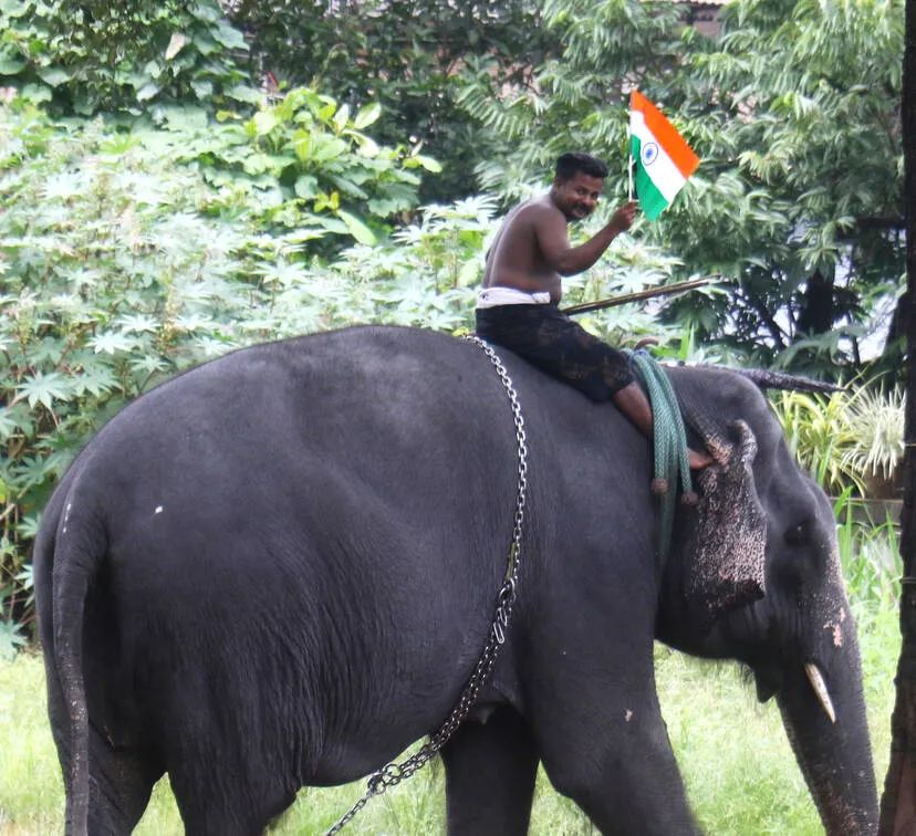 elephant