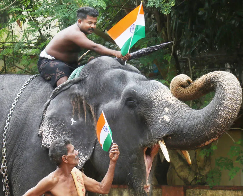 elephant