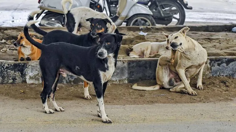 dog