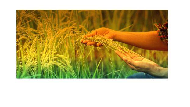 krishi