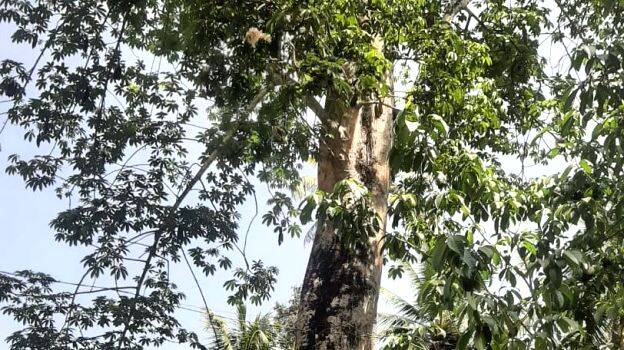 tree
