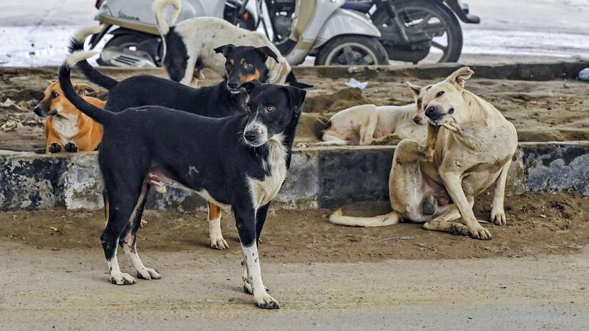 street-dog