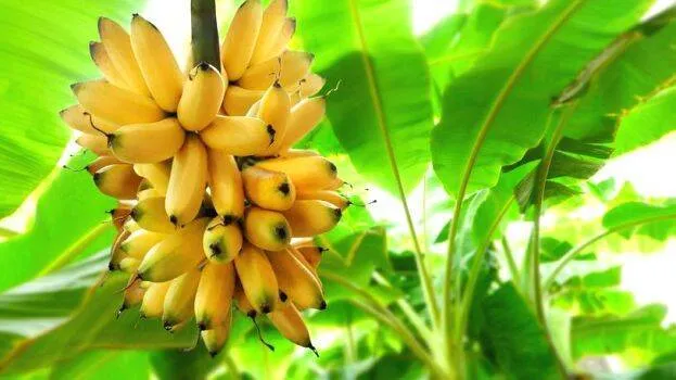 banana-