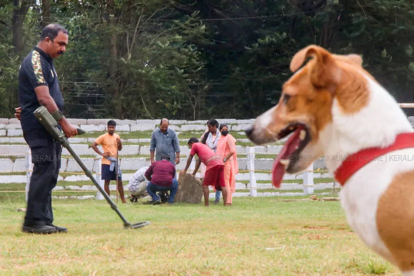 dog
