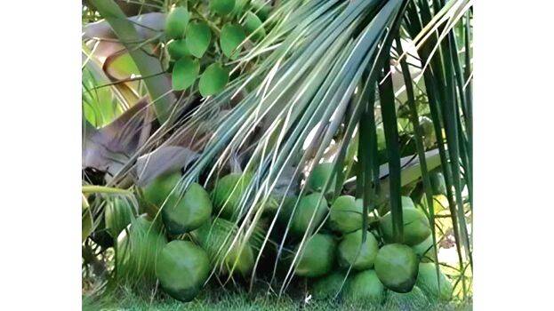 coconut