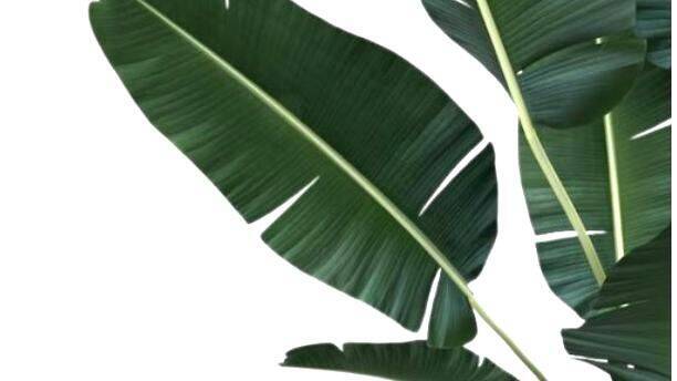 leaf