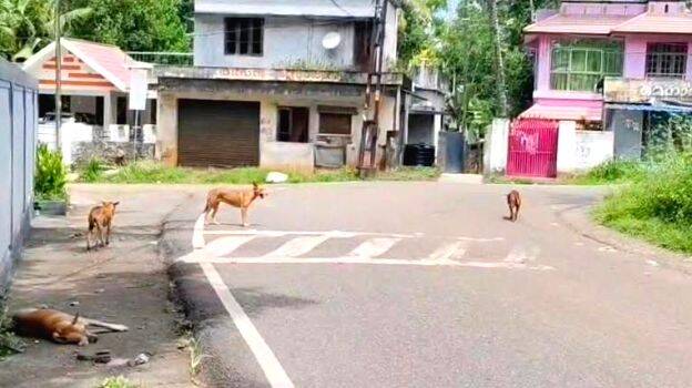 street-dogs
