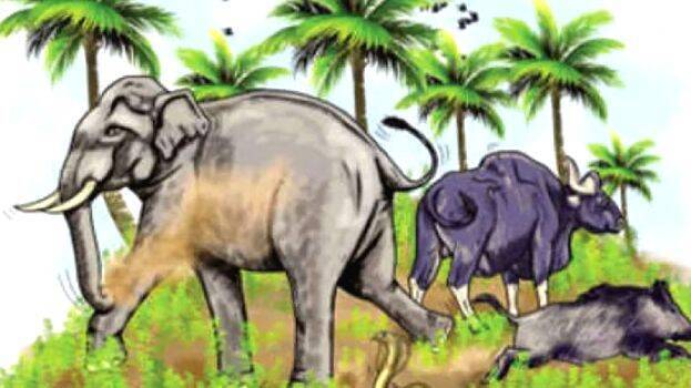 wild-animals