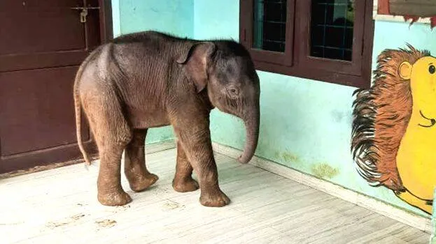 elephant