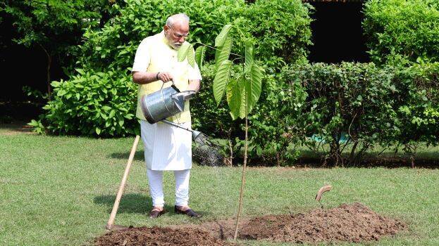 modi-plant