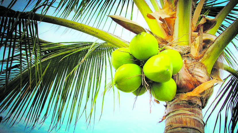 coconut