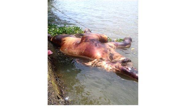 elephant-dead-body elephant-dead-body