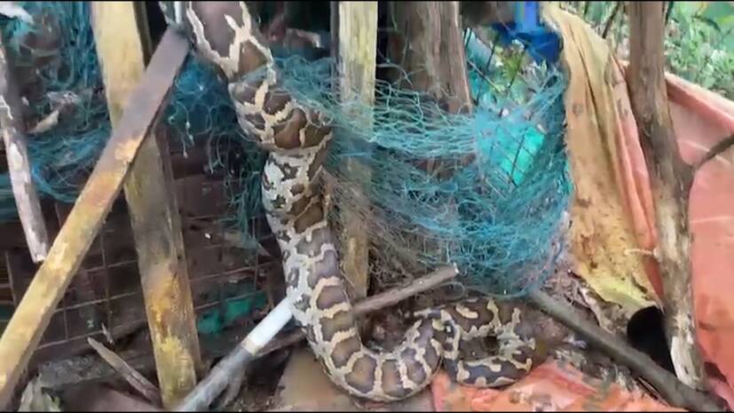 snake snake