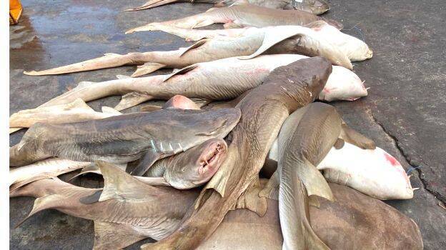 shark