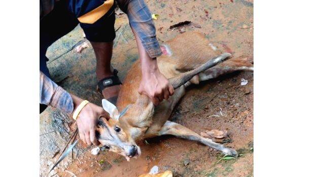 deer deer