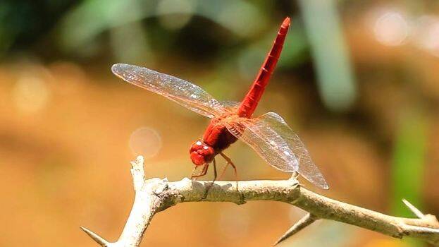 dragonfly dragonfly
